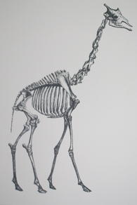 PRINT - GIRAFFE SKELETON