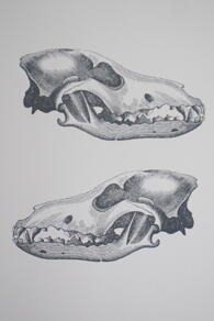 PRINT - DOUBLE SKULL